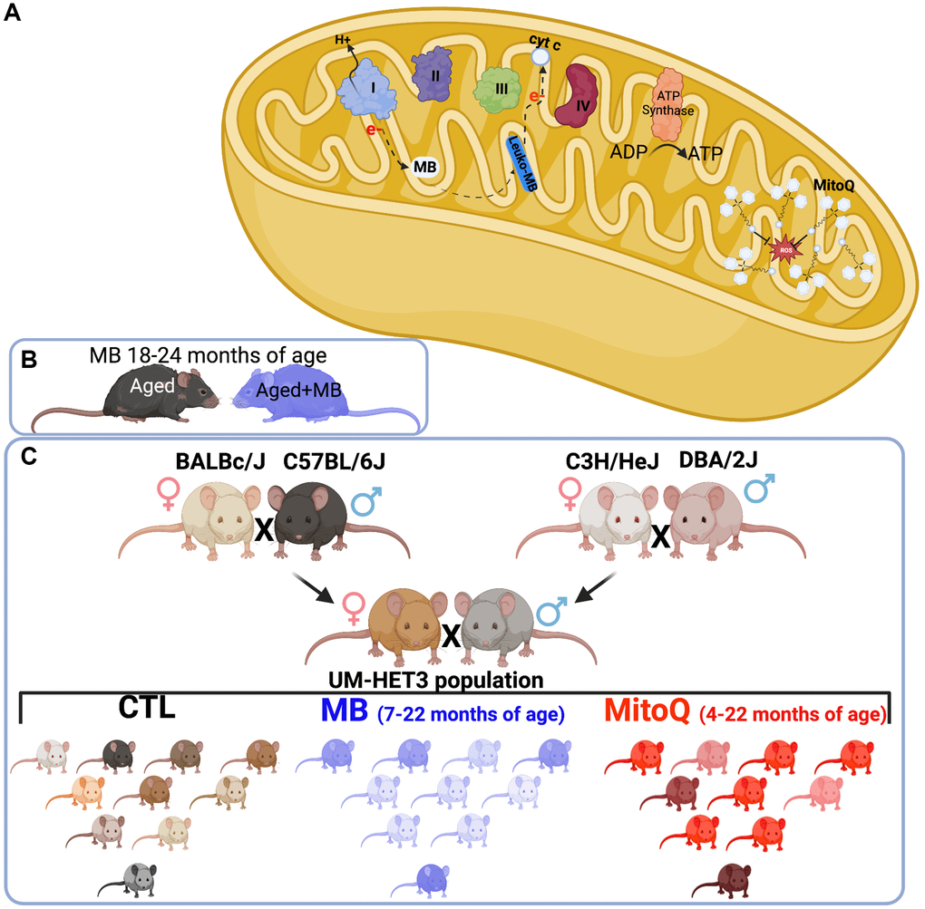 Experimental design. (A) Schematic illustration of MB and MitoQ actions in mitochondria. Experimental design of studies both inbred (C57BL/6J) (B) and outbred (UM-HET3) (C) mouse lines.