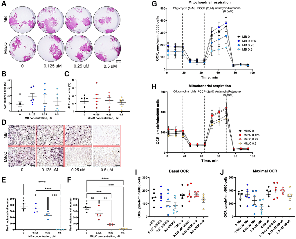 Effects of MB and MitoQ on osteogenesis in vitro. BM cells from 6-7 months old UM-HET3 mice were seeded in 24 well plate at a density of 1.5 106 cells/well. Adherent cells were subjected for osteoblast differentiation treating with osteogenic factors in the presence or absence of MB or Mito Q at different concentrations (0, 0.125, 025 and 0.5 μM). (A) On day 18 in culture, cells were stained for Alkaline-phosphatase (Alk-Phos). The area of Alk-Phos positive colonies treated with (B) MB or (C) MitoQ were quantified in the wells were measured. (D) Non-adherent BM mononuclear cells were separated by Ficoll-Paque density gradient and seeded on 96 wells plate and induced for osteoclast differentiation with the supplementation of RANKL, M-CSF in the presence or absence of (E) MB or (F) MitoQ (0, 0.125, 025 and 0.5 μM). Multinucleated osteoclasts (>3 nuclei/cell) formed after 5 days in culture were visualized using TRAP staining kit and counted. Differentiated osteoblasts (14 days in culture) were treated with (G) MB or (H) MitoQ for 48 hours and oxygen consumption rate (OCR) was measured using mitochondrial stress assay kit. (I) Basal OCR and (J) maximal OCR were recorded along the assay. Data presented as mean ± SEM. We used n = 6 mice for assays in A-C, n = 4 for assays in D–F, n = 6 for mitochondrial stress assay in G–J. Data tested by multivariate ANOVA. Significance accepted at p *p **p ***p ****p 