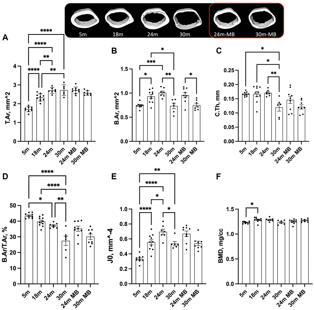 Administration of MB during aging does not alter cortical bone morphology of the appendicular skeleton. Eighteen-months old female C57BL/6J were divided into two groups. One group was exposed to regular drinking water and the other to 250 μM MB-containing water. Mice were sacrificed at basal (18 months), 24, or 30 months of age. An additional group of female mice at 5 months of age, served as young controls. Bones were dissected and subjected to micro-CT. Femurs were scanned at 9.7 um resolution. Cortical bone parameters were evaluated at a 2 mm^3 volume at the femoral mid-diaphysis including, (A) T.Ar-total cross-sectional area, (B) B.Ar-bone area, (C) C.Th-cortical bone thickness, (D) B.Ar/T.Ar-cortical bone volume/total volume, (E) J0-Polar moment of inertia, and (F) BMD-bone mineral density. Data presented as mean ± SEM. 5 months-old females n = 9, 18 months-old females n = 10, 24 months-old females n = 7, 30 months-old females n = 6, 24 months-old MB-treated females n = 9, 30 months-old MB-treated females n = 8. Data tested by multivariate ANOVA presented as mean ± SEM. Significance accepted at p *p **p ***p ****p 