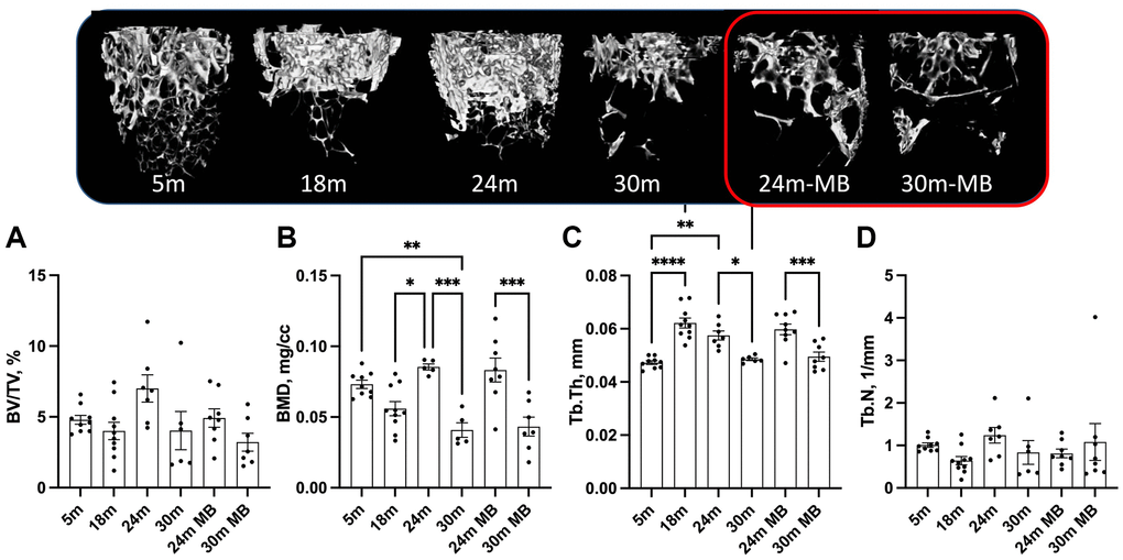 Administration of MB during aging does not alter trabecular bone morphology of the appendicular skeleton. Eighteen-months old female C57BL/6J were divided into two groups. One group was exposed to regular drinking water and the other to 250 μM MB-containing water. Mice were sacrificed at basal (18 months), 24, or 30 months of age. An additional group of female mice at 5 months of age, served as young controls. Bones were dissected and subjected to micro-CT. Femurs were scanned at 9.7 um resolution. Trabecular bone parameters were taken at a 2 mm^3 volume 200 um proximal to the femur distal metaphysis including (A) BV/TV-bone volume/total volume, (B) BMD-bone mineral density, (C) Tb.Th-trabecular thickness, and (D) Tb.N-trabecular number. Data presented as mean ± SEM. 5 months-old females n = 9, 18 months-old females n = 10, 24 months-old females n = 7, 30 months-old females n = 6, 24 months-old MB-treated females n = 8, 30 months-old MB-treated females n = 7. Data tested by multivariate ANOVA presented as mean ± SEM. Significance accepted at p *p **p ***p ****p 