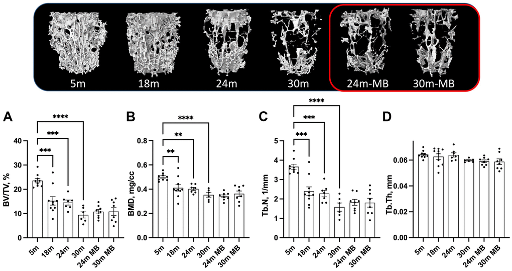 Administration of MB during aging does not alter trabecular bone morphology of the axial skeleton. Eighteen-months old female C57BL/6J were divided into two groups. One group was exposed to regular drinking water and the other to 250 μM MB-containing water. Mice were sacrificed at basal (18 months), 24, or 30 months of age. An additional group of female mice at 5 months of age, served as young controls. Bones were dissected and subjected to micro-CT. Trabecular bone parameters of the L5 vertebra were taken at the vertebral body including, (A) BV/TV-bone volume/total volume, (B) BMD-bone mineral density, (C) Tb.Th-trabecular thickness, and (D) Tb.N-trabecular number. 5 months-old females n = 9, 18 months-old females n = 10, 24 months-old females n = 7, 30 months-old females n = 6, 24 months-old MB-treated females n = 8, 30 months-old MB-treated females n = 8. Data tested by multivariate ANOVA presented as mean ± SEM. Significance accepted at p *p **p ***p ****p 