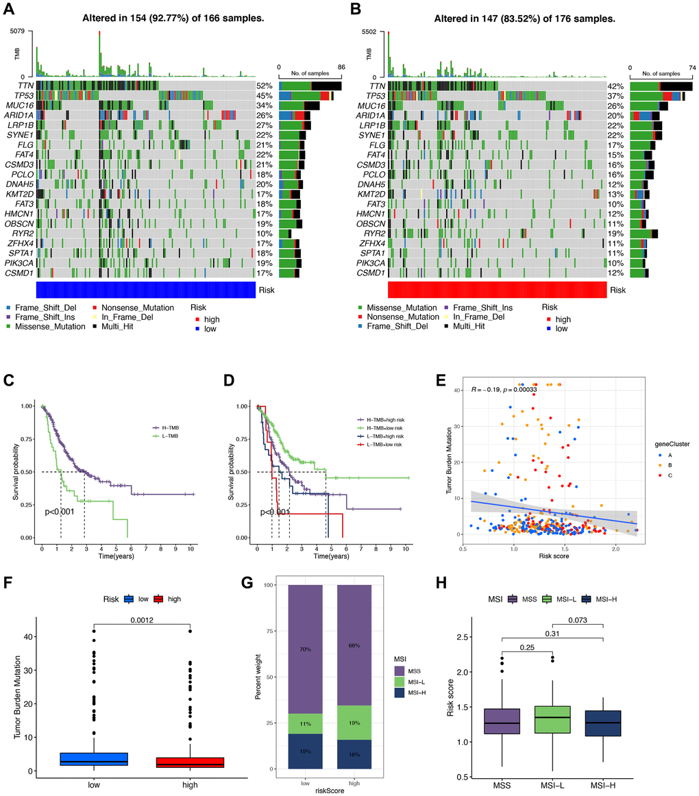 Correlation between tumor mutational burden (TMB), minicellular instability (MSI), and signature. (A, B) Waterfall plots of somatic mutations in low- and high-risk groups, respectively. (C, D) Survival analysis of different tumor mutational burden (TMB) and risk groups. (E) Scatter plot of the association of TMB with gene cluster-based risk scores. (F) Analysis of TMB to compare whether there was a difference in TMB of patients in high- and low-risk groups. (G, H) Correlation analysis of MSI with risk scores.