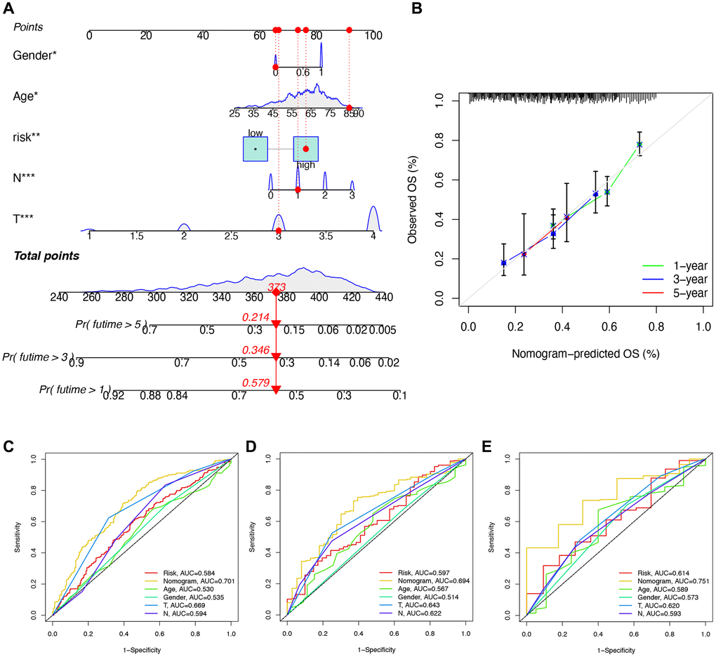 Construction and validation of a nomogram. (A) Nomogram for getting the score of each clinical trait and calculating the comprehensive score, further predicting the survival of the patient. (B) Calibration curve of the nomogram to predict the one-year, three-year, five-year survival rate. (C–E) ROC curve for validating the accuracy of predicting survival by building the signature.