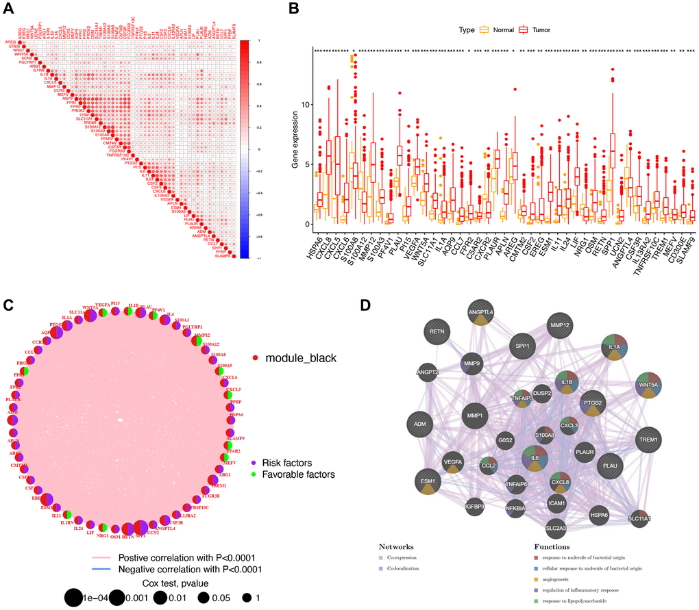 A study of 60 immune-related genes (IRGs) in stomach adenocarcinoma (STAD). (A) Triangle heat map showing correlation analysis of 60 IRGs. (B) Box plot comparing gene expression in normal and tumor groups. ***p **p *p C) Network graph, in which nodes represented IRGs, and node size represented the relationship between genes and survival. The left semicircle of the node represented module