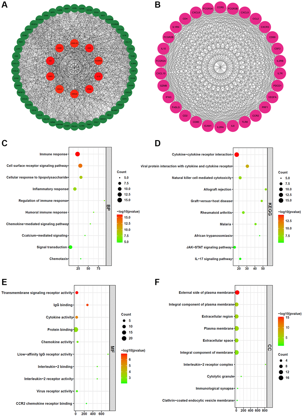 Gene functional enrichment analysis and construction of the protein–protein interaction network. (A) The top 60 hub genes of the PPI network. (B) Key network module was screened by MCDOE plug-in Cytoscape software. (C) Biological process (BP). (D) KEGG pathways. (E) Molecular function (MF). (F) Cellular component (CC).