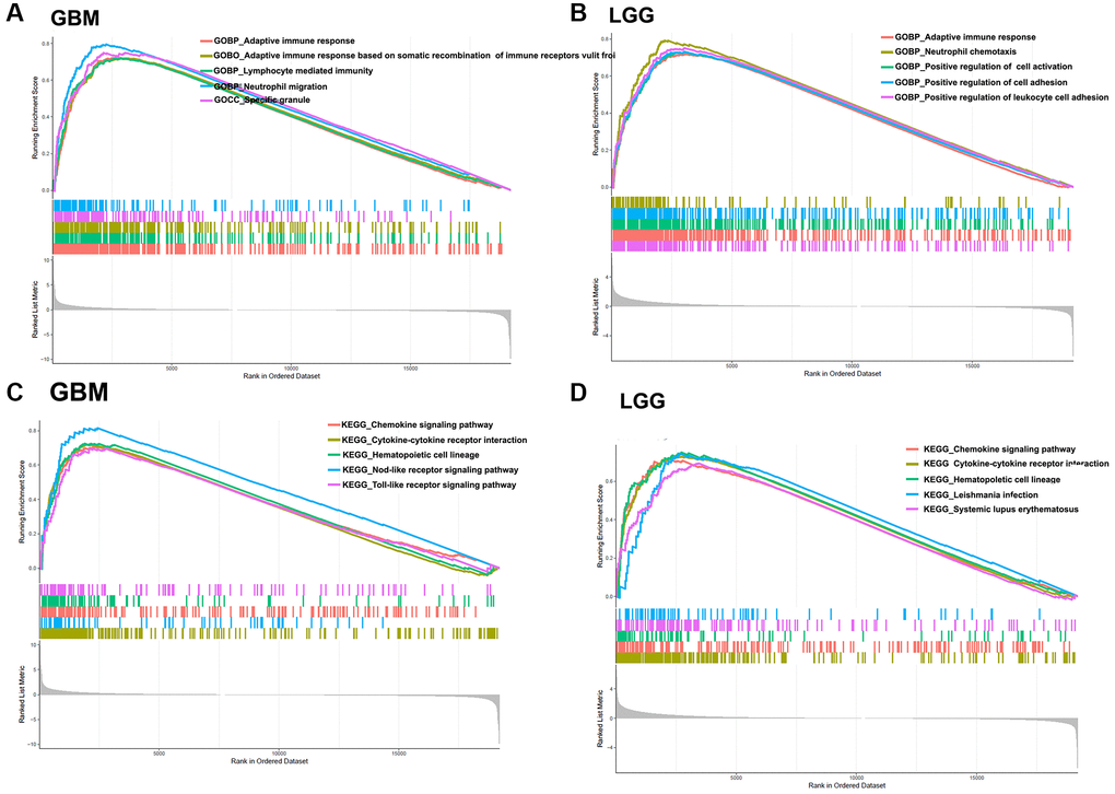 GSEA. (A) Gene Ontology (GO) analysis in GBM. (B) GO analysis in LGG. (C) KEGG analysis in GBM. (D) KEGG analysis in LGG.