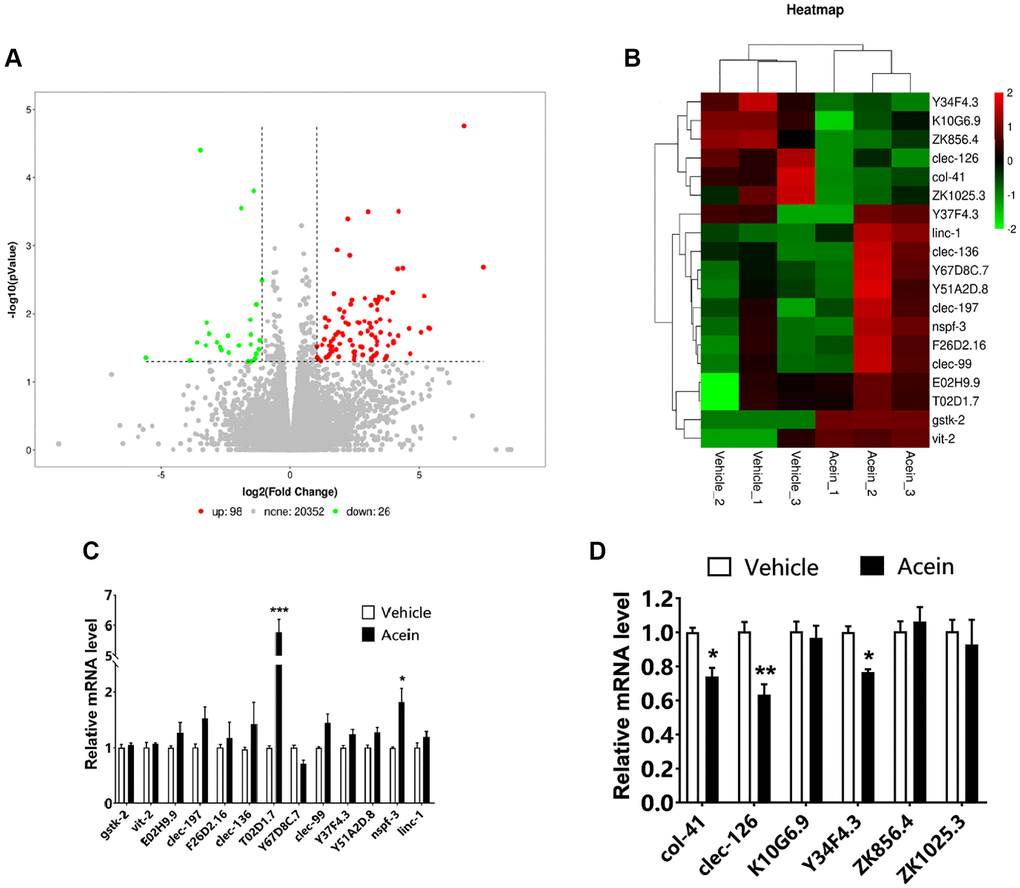 Transcriptome sequencing revealed clec-126, a key gene for the anti-aging activity exerted by Acein. (A) Differential gene scatter diagram, a total of 98 genes were up-regulated (red) and 26 genes were down-regulated (green). (B) Selected differential gene heat map, the screening criteria were FC ≥ 2 or FC ≤ 0.5, P value ≤ 0.05, and the reproducibility of the parallel group was good. (C) qPCR validation results of 13 up-regulated genes. (D) qPCR validation results of 6 down-regulated genes. Compared with the vehicle group, *p **p ***p 