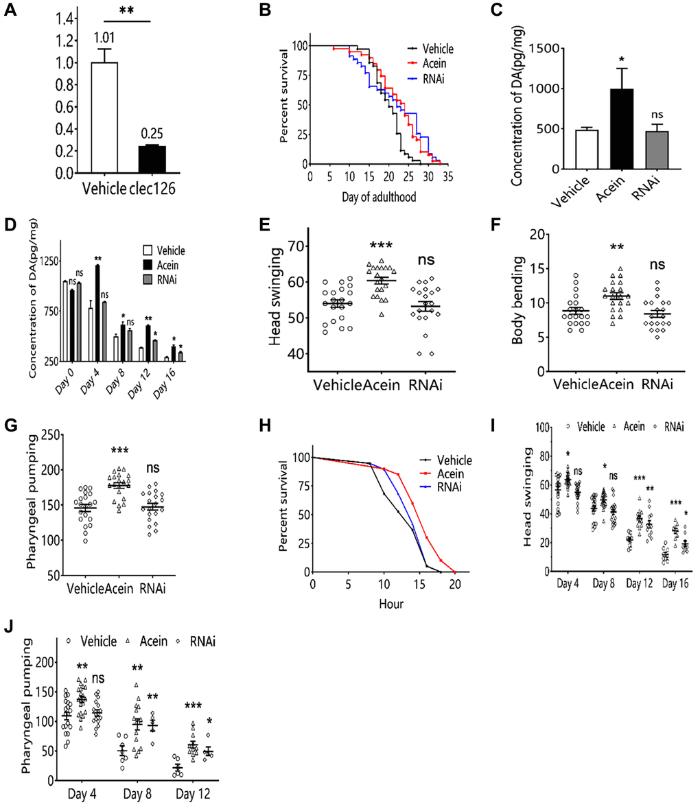 Aging-associated phenotypic assay results in C. elegans with clec-126-RNAi. (A) qPCR validation results of clec-126-RNAi C. elegans. (B) Lifespan experiments for clec-126-RNAi C. elegans. (C) Dopamine changes in C. elegans at 48 h. (D) Changes in dopamine levels in C. elegans with age. (E) Head swing in clec-126-RNAi C. elegans. (F) Body bending in clec-126-RNAi C. elegans. (G) Detection results of pharyngeal pumping in clec-126-RNAi C. elegans. (H) Survival curve on Day 8 in clec-126-RNAi C. elegans group in a thermostressed environment at 35°C. (I) Head swing frequency in clec-126-RNAi C. elegans of different age groups. (J) Pharyngeal pumping frequency in clec-126-RNAi C. elegans of different age groups. Compared with the vehicle group, nsp > 0.05, *p **p ***p 