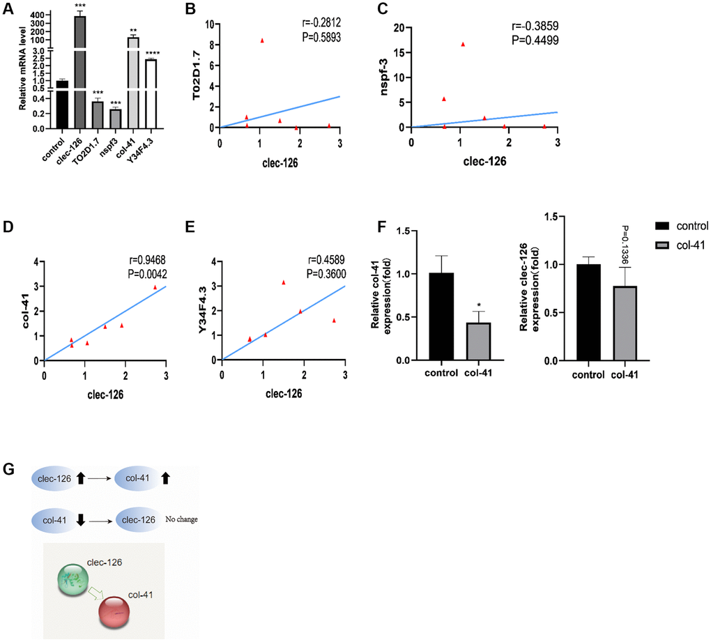 Interaction of clec-126 with four differentially expressed genes, T02D1.7, nspf-3, col-41 and Y34F4.3. (A) Differential expression of T02D1.7, nspf-3, col-41 and Y34F4.3 in overexpressing clec-126 C. elegans. (B–E) Correlation analysis between clec-126 and T02D1.7, nspf-3, col-41 and Y34F4.3. (F) Changes in clec-126 after RNA interference with col-41. (G) Mechanism of action of clec-126 with col-41. Compared with the control group. *p **p ***p ****p 