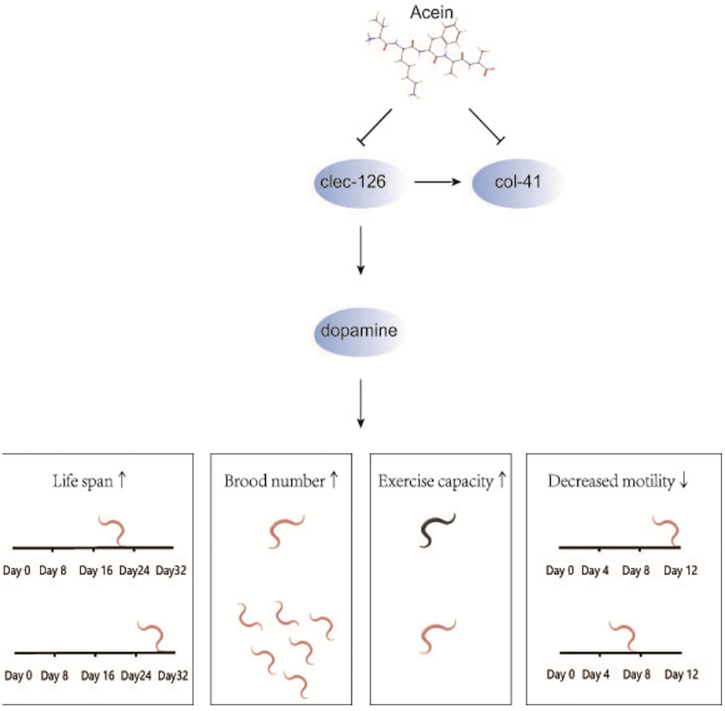 Mechanistic diagram of the antiaging effect of Acein in the clec-126 overexpressing C. elegans model. Acein inhibits the expression of clec-126 to increase dopamine secretion to prolong C. elegans lifespan, increase C. elegans brood number and motility, reduce motility decline, and delay C. elegans senescence. In addition, col-41 was first found to be downstream of clec-126, and clec-126 promotes col-41 expression.