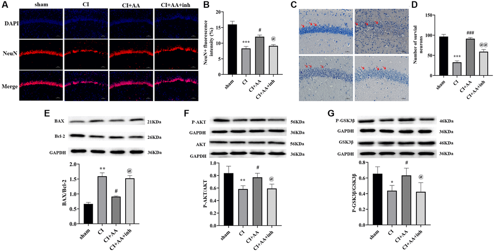 Alisol A reduced neuronal apoptosis in the hippocampus by downregulating the BAX/Bcl-2 ratio and activating the AKT/GSK3β pathway after CI. (A) Representative image of NeuN in the hippocampal CA1 region by using immunofluorescence staining. 200×, scale bar is 100 μm. (B) Quantitative analysis of NeuN fluorescence intensity, n = 3. (C) The neuronal morphology of the hippocampal CA1 region was observed by Nissl staining. 400×, scale bar is 50 μm. Red arrows show the morphology of neurons in different groups. (D) Quantitative analysis of intact neuronal cells in the hippocampal CA1 region, n = 3. (E) Western blot showing the expression of BAX and Bcl-2 and quantitative analysis of the BAX/Bcl-2 ratio. (F) Western blot showing the expression of p-AKT and AKT and quantitative analysis of the ratio of p-AKT to AKT. (G) Western blot showing the expression of p-GSK3β and GSK3β and quantitative analysis of the ratio of p-GSK3β to GSK3β, n = 4. Data are shown as the mean ± SD. *P **P ***P #P ###P @P @@P 