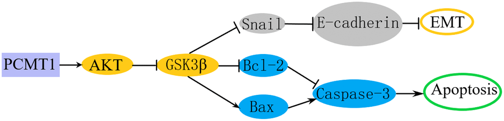 Schematic representation of the mechanism through which PCMT1 regulated EMT and apoptosis in PCa cells via PI3K/AKT/GSK-3β pathway.