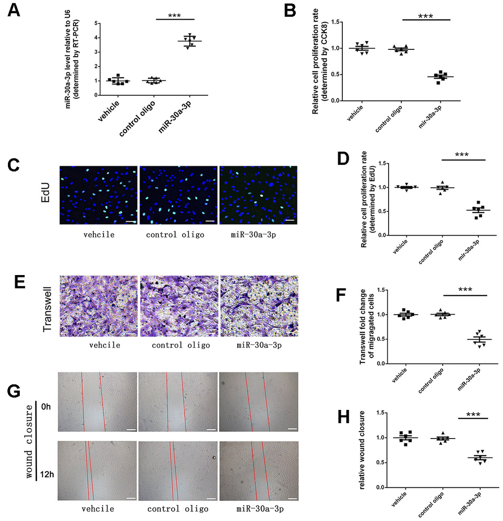 VSMC proliferation and migration were suppressed by microRNA-30a-3p. (A) MicroRNA-30a-3p levels in each group (RT-PCR, n=6). MicroRNA-30a-3p suppressed VSMC proliferation, as shown by (B) CCK-8 assays (n=6) and (C, D) EdU assays (n=6). MicroRNA-30a-3p suppressed VSMC migration, as shown by (E, F) Transwell assays (n=6) and (G, H) wound healing assays (n=6). Scale, 100 μm (C, E), 200 μm (G); ***=0.001.