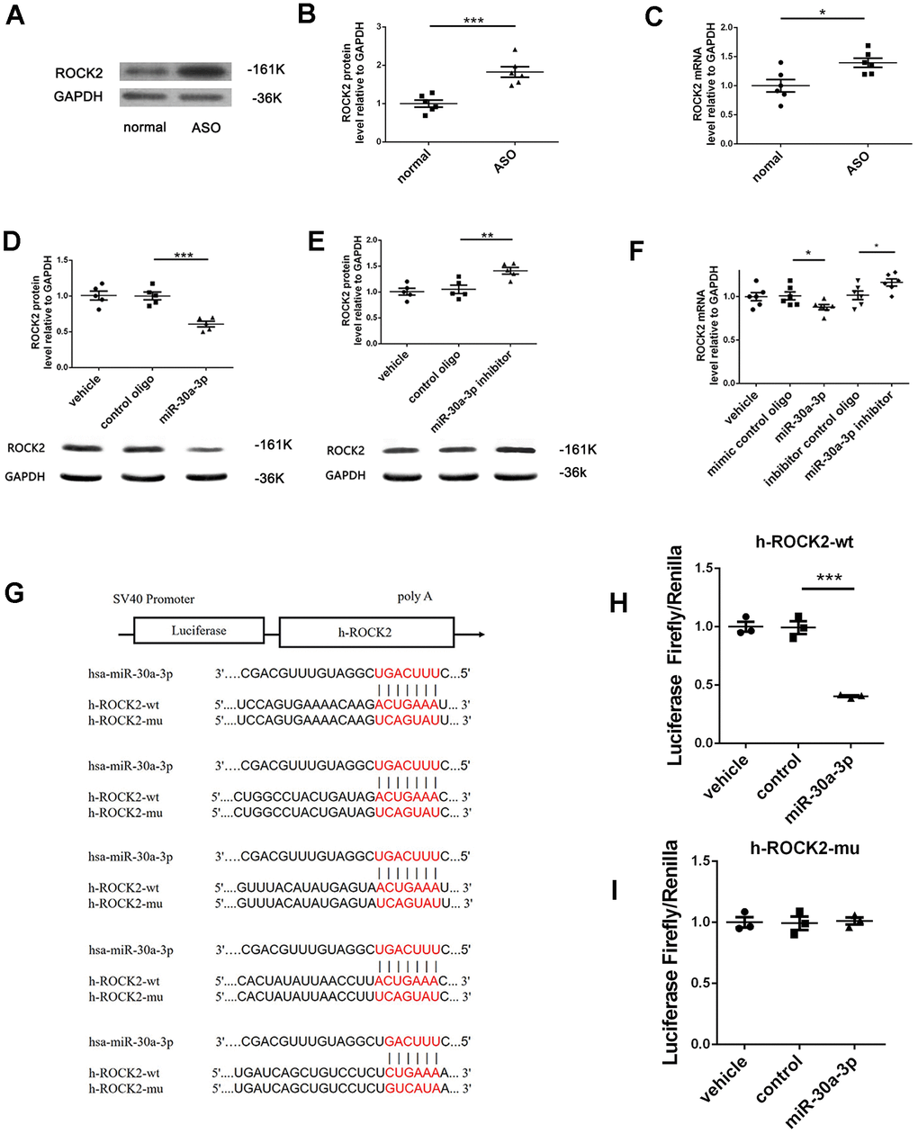 MicroRNA-30a-3p targeted ROCK2. (A, B) ROCK2 protein levels in ASO vasculature were higher than those in normal vessels (WB, n=6). (C) ROCK2 mRNA levels in ASO vasculature were greater than those in normal tissues (qRT-PCR, n=6). (D, E) MicroRNA-30a-3p downregulated ROCK2 protein expression, and the microRNA-30a-3p inhibitor upregulated ROCK2 protein expression in VSMCs (WB, n=5). (F) The microRNA-30a-3p mimic downregulated ROCK2 mRNA expression, and the microRNA-30a-3p inhibitor minimally upregulated ROCK2 mRNA expression in VSMCs (qRT-PCR, n=6). (G) The ROCK2 3’-UTR has five microRNA-30a-3p binding sites, and we synthesized wild-type and mutant-type luciferase reporter vectors: h-ROCK2-wt and h-ROCK2-mu. (H) Coinfection with microRNA-30a-3p and wild-type h-ROCK2-wt significantly decreased the luciferase activity; (I) however, coinfection with microRNA-30a-3p and mutated h-ROCK2-mu did not affect the luciferase activity (n=3). *=0.05, **=0.005, ***=0.001.