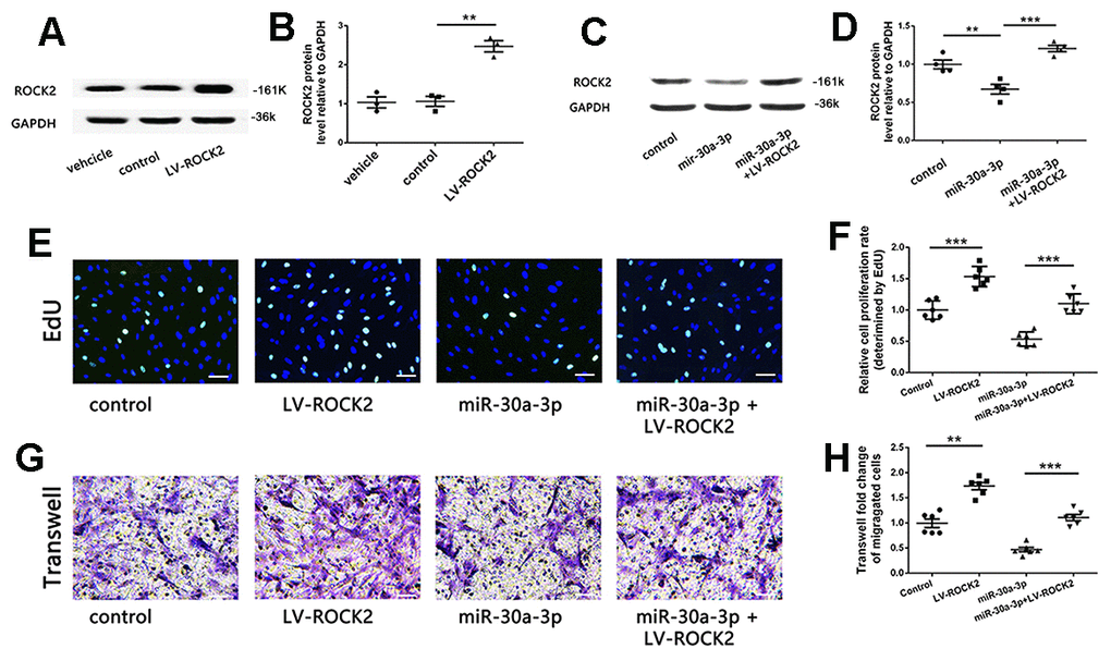 ROCK2 attenuated the microRNA-30a-3p inhibitory effect. (A, B) A lentivirus vector (LV-ROCK2) upregulated ROCK2 in VSMCs (WB, n=3). (C, D) LV-ROCK2 infection recovered ROCK2 expression levels in microRNA-30a-3p-transfected VSMCs (WB, n=6). (E, F) LV-ROCK2 promoted VSMC proliferation and attenuated the inhibition of VSMC proliferation by microRNA-30a-3p (EdU assay, n=6). (G, H) LV-ROCK2 promoted VSMC migration and attenuated the microRNA-30a-3p inhibitory effect on VSMC migration (Transwell, n=6). Scale, 100 μm (E, G); *=0.05, **=0.005, ***=0.001.