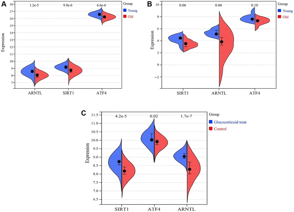 Expression of SIRT1, ARNTL and ATF4. (A) Expression of SIRT1, ARNTL and ATF4 in training set GSE85358. (B) Expression of SIRT1, ARNTL and ATF4 in validation set GSE39170. (C) Expression of SIRT1, ARNTL and ATF4 in validation set GSE120783.