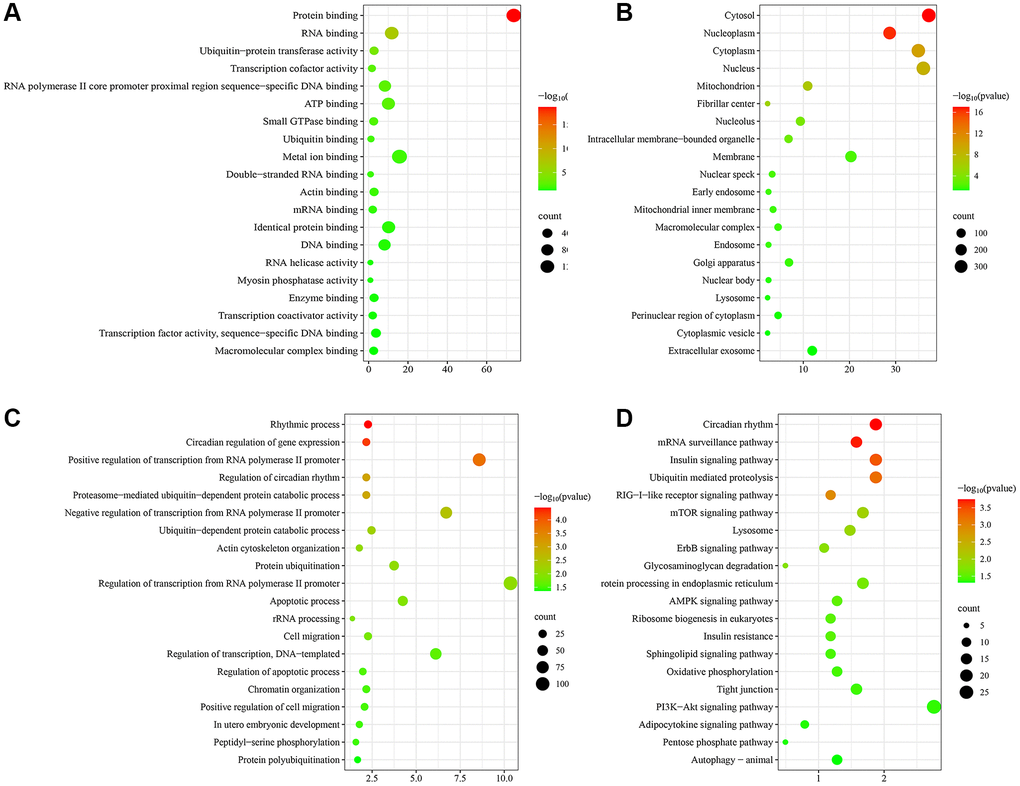 Functional enrichment analysis of hub genes. (A) Molecular function (MF) analysis. (B) Cellular component (CC) analysis. (C) Biological processes (BP) analysis. (D) KEGG pathway enrichment analysis.