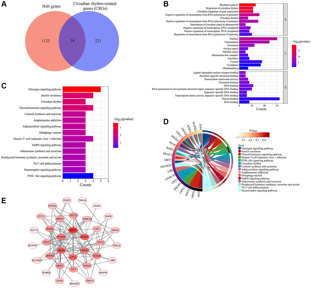 Screening of skin aging-related CRGs. (A) Skin aging-related CRGs identification. (B) GO annotation of skin aging-related CRGs. (C) KEGG pathway enrichment analysis of skin aging-related CRGs. (D) The interaction of KEGG signaling pathways and their associated CRGs. (E) The PPI network of skin aging-related CRGs.
