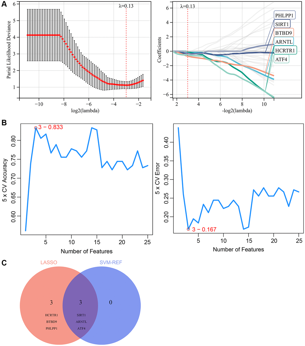 Screening for key CRGs by machine learning. (A) LASSO regression model screened the potential key CRGs. (B) SVM-RFE algorithm screened the potential key CRGs. (C) The Venn diagram showed the overlap of key CRGs between the above two machine learning algorithms.