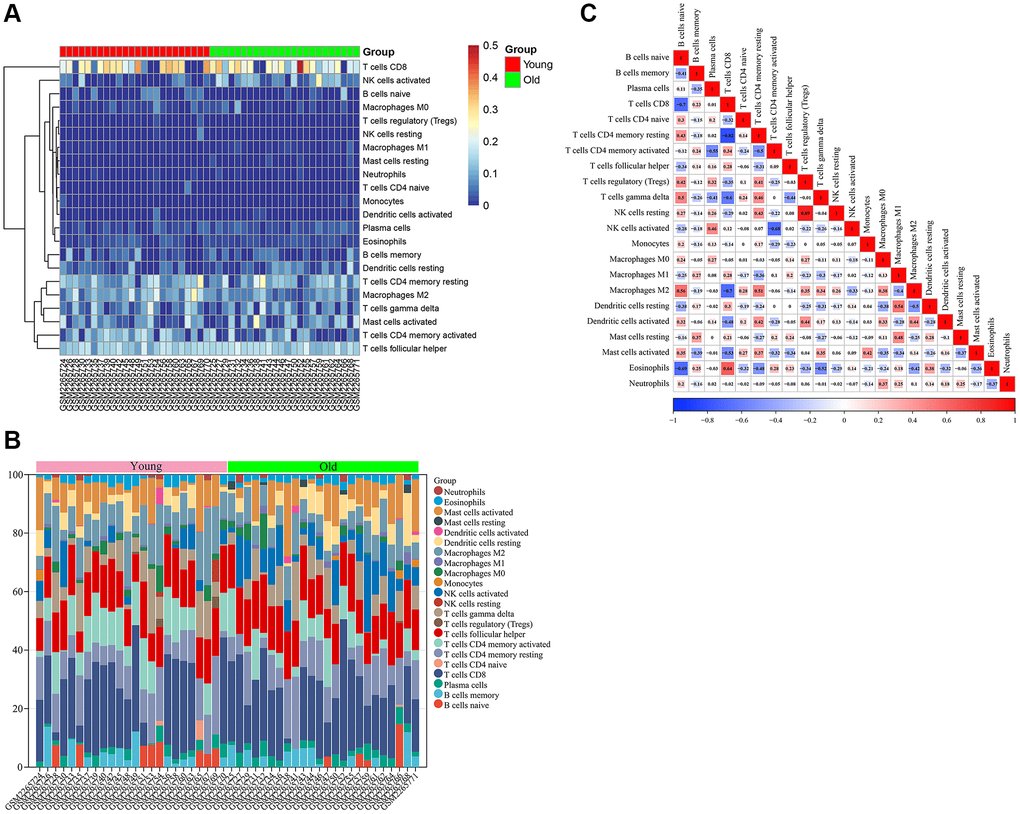 Immune infiltration analysis of GSE85358 dataset. (A) Heat map of immune cell infiltration in skin tissue of old and young groups. (B) Bar graph of immune cell infiltration in skin tissue of old and young groups. (C) Correlation between 22 characteristic immune cells in skin samples.