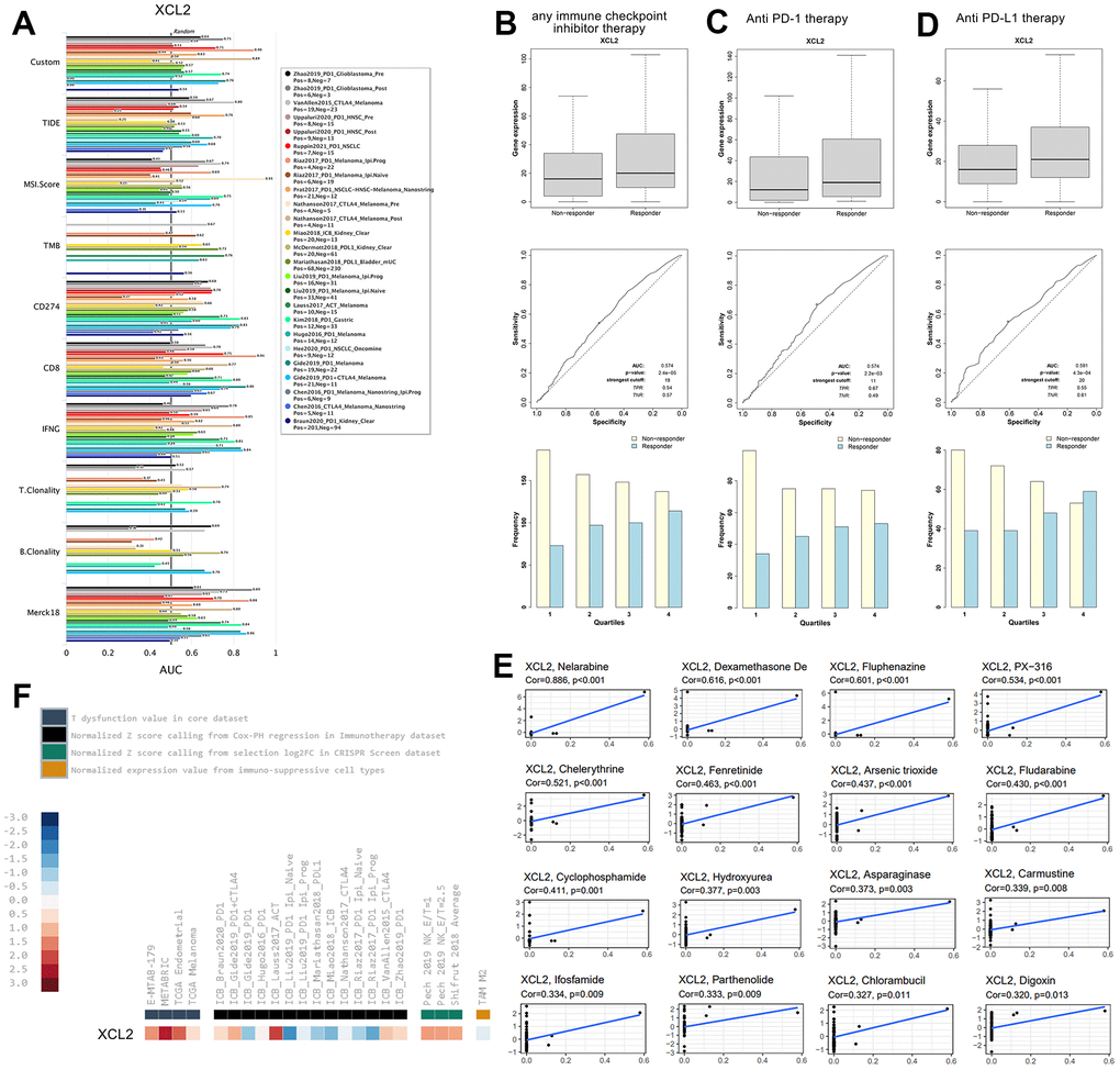 XCL2 showed potential therapeutic value in immunotherapy response (A) We performed the comparison between XCL2 and other published biomarkers based on response outcomes and the predictive power of overall survival; (B) Expression of XCL2 varies across patients with different responsiveness throughout immune checkpoint inhibitor therapy; (C) Expression of XCL2 varies in patients with different responsiveness in anti PD-1 treatment; (D) Expression of XCL2 varies in patients with different responsiveness in anti PD-L1 treatment; (E) The relationship between CDCA4 expression and expected medication response; (F) The expression levels of XCL2 in different datasets.