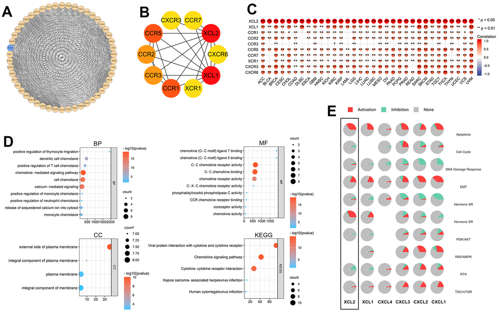 The PPI network and gene set enrichment of XCL2. (A) The top 50 genes related to XCL2 were constructed to a PPI network; (B) The top 10 genes of the PPI network; (C) The correlation of the top 10 hub genes in 33 cancers (*P D) GO and KEGG enrichment analysis of top 10 hub genes in PPI network; (E) Activation or inhibition of common signaling pathways by XCL2.