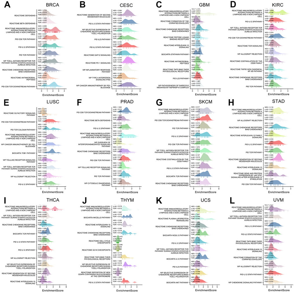 The gene set enrichment analysis of XCL2 in 12 cancers. The top 10 GSEA pathways of XCL2 in (A) BRCA, (B) CESC, (C) GBM, (D) KIRC, (E) LUSC, (F) PRAD, (G) SKCM, (H) STAD, (I) THCA, (J) THYM, (K) UCS, and (L) UVM. The Y-axis represents one gene set, and the X-axis is the distribution of enrichment corresponding to the core molecules in each gene set.