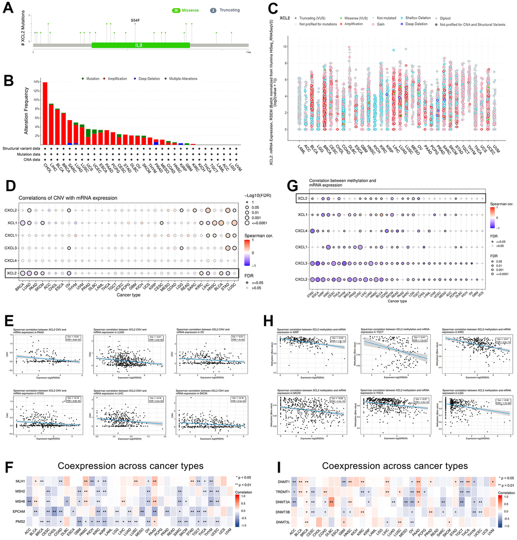 The gene mutation character of XCL2 in pan-cancer. (A) The mutation sites, types of mutation, and alteration frequency of XCL2 somatic mutation; (B, C) The mutation frequency of XCL2 in various cancer using the cBioPortal database; (D, E) The correlation of CNV with XCL2 mRNA expression and 5 XCL-related genes in 33 cancers; (F) The co-expression between MMR-related genes and XCL2; (G, H) The correlation of methylation with mRNA expression of XCL2 and 5 XCL-related genes in 33 cancers; (I) The co-expression between methylation-related genes and XCL2 (*P 
