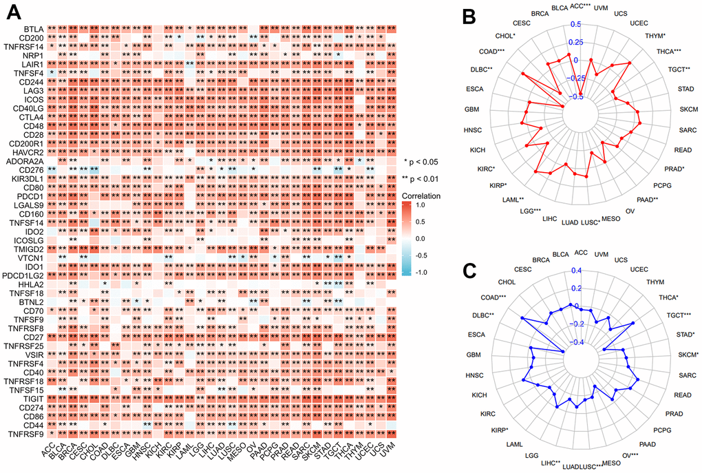 Correlation of XCL2 with immune checkpoint genes, TMB, and MSI. Correlation between XCL2 expression and immune checkpoint genes (A), TMB (B), and MSI (C) (*P 