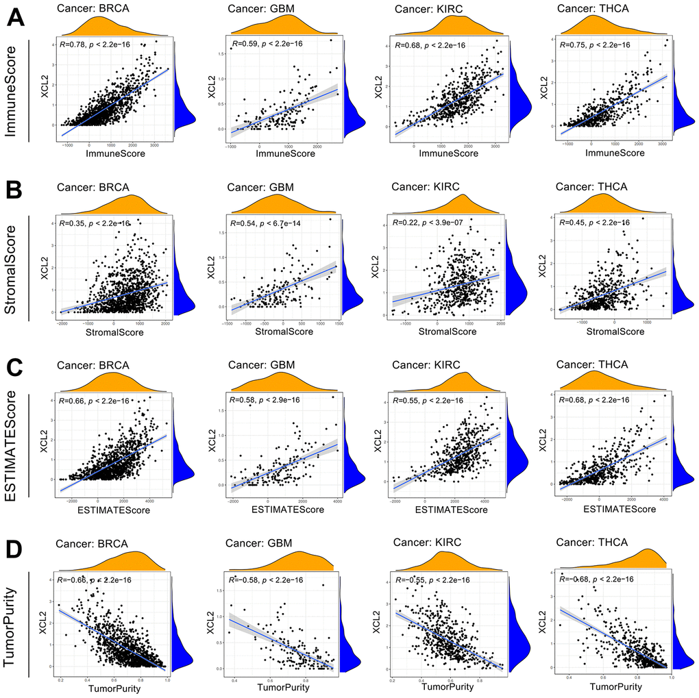 Analysis of XCL2 and the tumor microenvironment in four cancer types with top correlation coefficients, including BRCA, GBM, KIRC, and THCA (A–D).