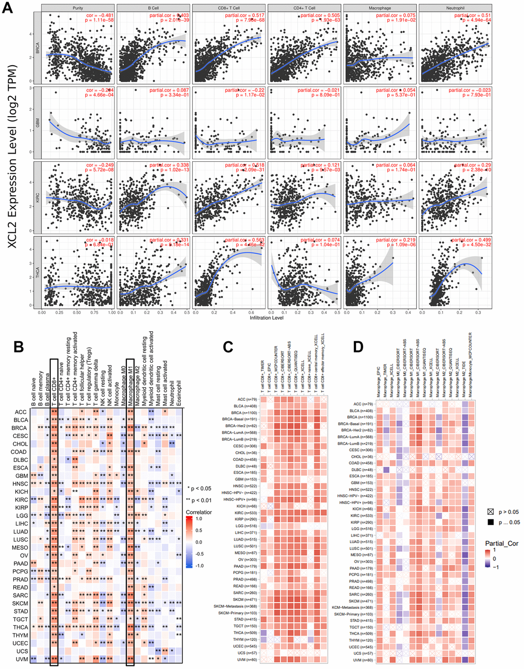 Analysis between the XCL2 expression and immune cell infiltration. (A) TIMER2.0 database was used to exhibit the correlations between XCL2 expression and immune cells (B, CD4+ T, CD8+ T, macrophages, neutrophils); (B) Positive correlation between CD8 T cells and macrophages M1 and XCL2 expression in pan-cancer under the CIBERSORT calculation method; (C) CD8 T cells show a strong positive correlation with XCL2 expression in the majority of cancers; (D) Correlation between various subtypes of macrophages and XCL2 expression under different algorithms (*P 