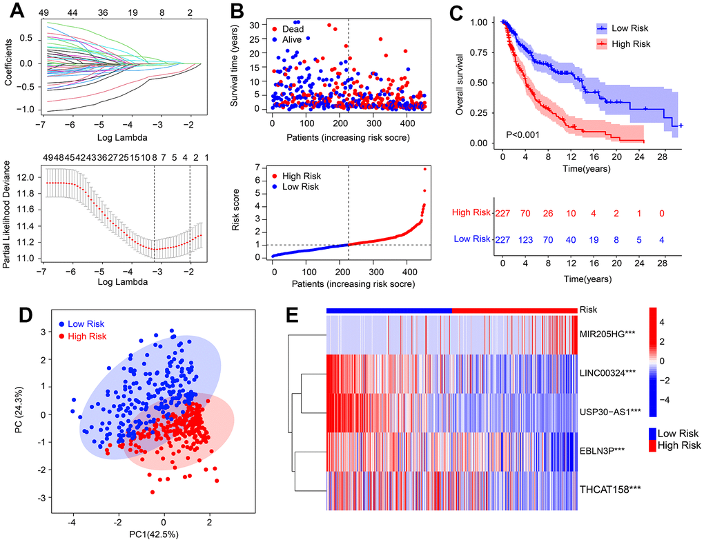 Risk model construction based on the HRLs prognostic signature in CM. (A) LASSO regression analysis shows the optimal coefficients and minimum lambda. (B) Risk score distribution, and the scatter dot plot shows the correlation between risk score and survival time in CM. (C) Kaplan-Meier survival curve analysis suggests that the OS rate of patients with low-risk score is longer than those with high-risk score. (D) Principal component analysis illustrates a significant separation between low- and high-risk group. (E) Heatmap diagram shows the expression of 5 prognostic HRLs of patients in the low- and high-risk group.