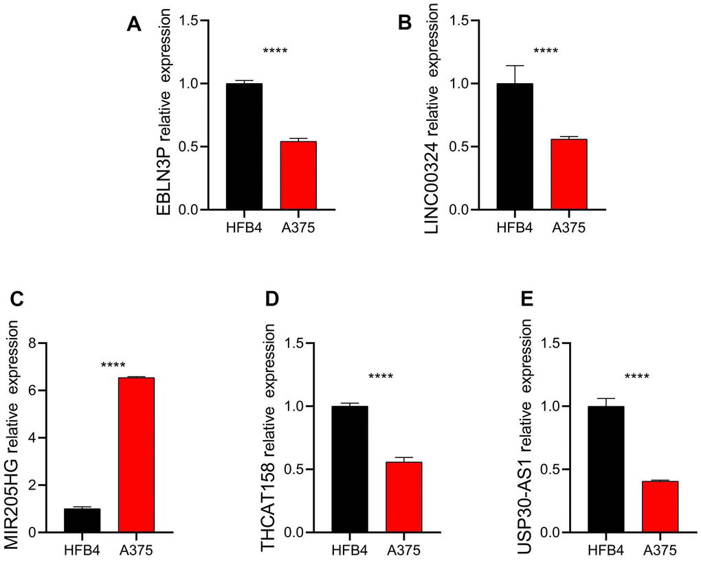 Relative expression of five independent prognostic factors in HFB4 and A375 cell lines. Relative expression of (A) EBLN3P; (B) LINC00324; (C) MIR205HG; (D) THCAT158; (E) USP30-AS1. Data: mean±SD, *P