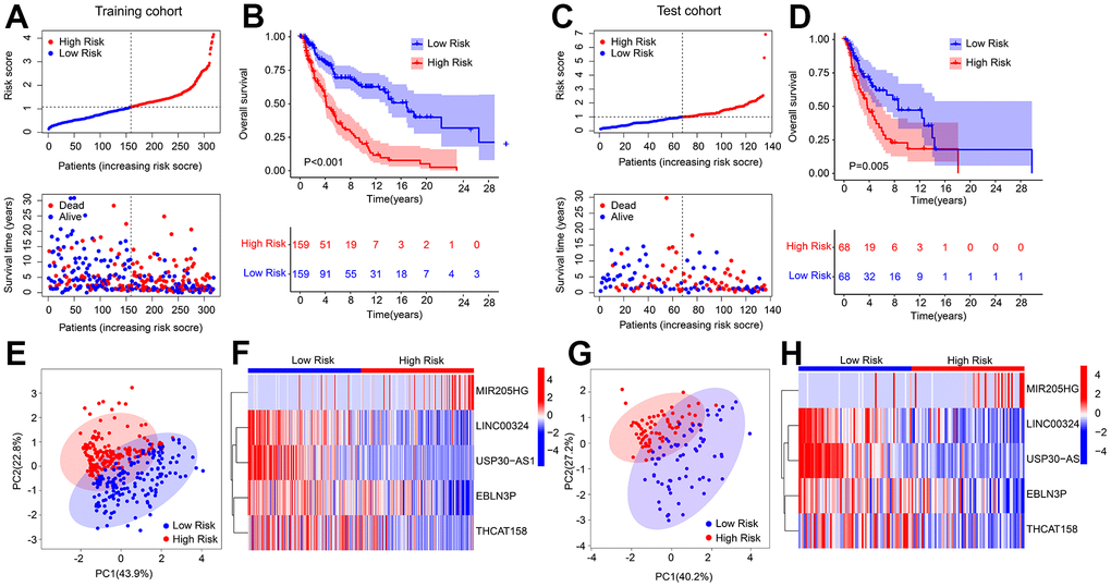 Risk model construction in training cohort and test cohort based on the prognostic HRLs. (A) Distribution of risk score in training cohort. (B) Kaplan-Meier survival curve analysis of patients with CM in training cohort. (C) Distribution of risk score in test cohort. (D) Kaplan-Meier survival curve analysis of patients with CM in test cohort. (E) PCA score plot shows a clear separation between low- and high-risk group in training cohort. (F) Heatmap diagram displays the expression of 5 prognostic HRLs in training cohort. (G) PCA score plot shows a clear separation between low- and high-risk group in test cohort. (H) Heatmap diagram displays the expression of 5 prognostic HRLs in test cohort.