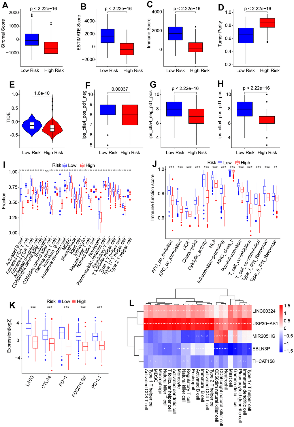 Association of risk score and immune infiltration landscape in CM. (A–D) Stromal, immune, ESTIMATE scores, and tumor purity. (E) TIDE score. (F–H) IPS score. (I) The proportion of 23-type immune cells of patients in the low- and high-risk group. (J) Immune function score. (K) Expression of immune checkpoints inhibitor (ICI) of in low- and high-risk group. The expression of ICI was transformed by log2 (expression + 1). (L) Correlation analysis of 5 prognostic HRLs and 23-type immune cells.