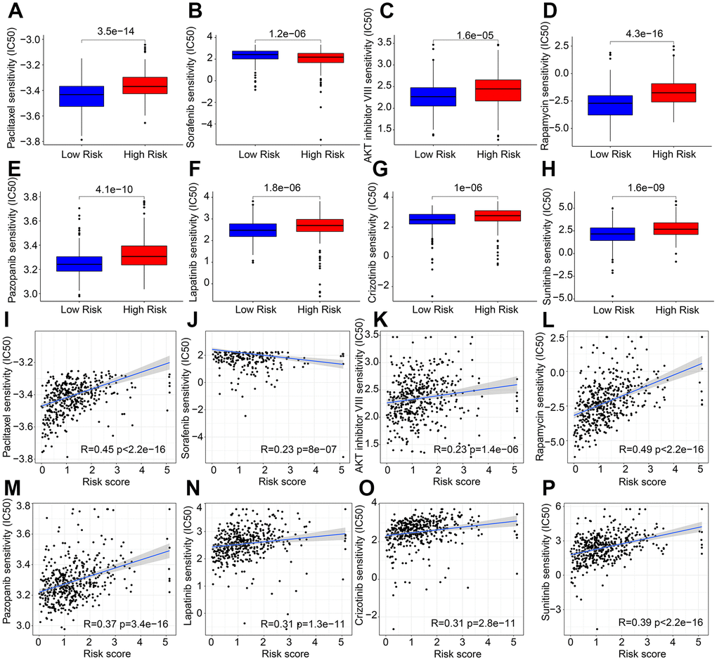 Correlation analysis of risk score and drug sensitivity. IC 50 of (A) Paclitaxel, (B) Sorafenib, (C) AKT inhibitor VIII, (D) Rapamycin, (E) Pazopanib, (F) Lapatinib, (G) Crizotinib, and (H) Sunitinib. (I–P) Correlation analysis of risk score and frug sensitivity.