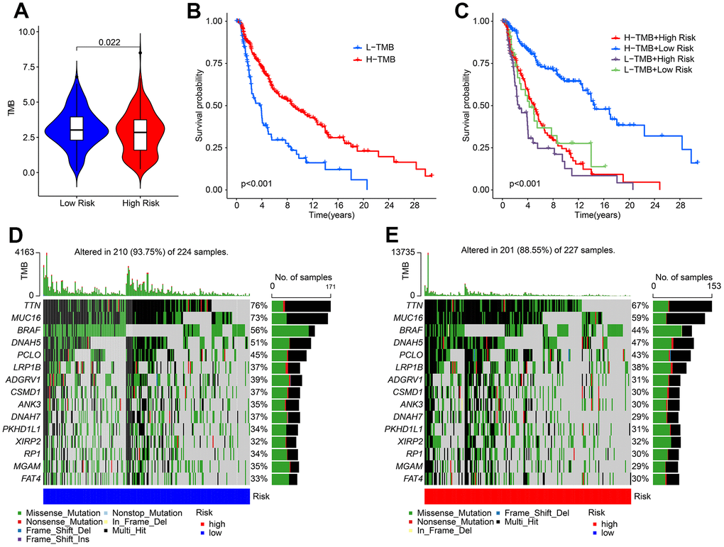 The tumor mutational burden landscape of patient in the low- and high-risk group. (A) TMB analysis in the low- and high-risk group. (B) The Kaplan-Meier survival curve analysis of patients with low- and high-TMB. (C) Kaplan-Meier survival curve of patient with L-TMB and H-TMB in the low- and high-risk group. (D, E) The mutant landscape of CM patients in the low- and high-risk group.