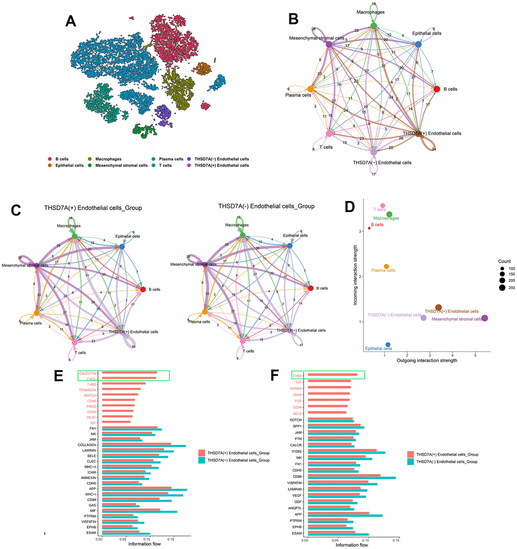 The role of THSD7A-associated endothelial cells in intercellular communication. (A) Isolation of gastric cancer-derived cell subpopulations and re-annotation of endothelial cell subpopulations. (B) Cellular communication of eight cell subpopulations, with the numbers representing the number of pathways. (C) Communication interactions between two THSD7A (+) endothelial cells and THSD7A (-) endothelial cells and other cell subpopulations, with the number representing the number of pathways. (D) Intensity and number of signals in each cell subpopulation. The values of the coordinate axes and the sizes of the circles represent the intensity and number of output and input signals, respectively. Differences in cellular communication between two groups when endothelial cells act as signal receivers (E) and senders (F).