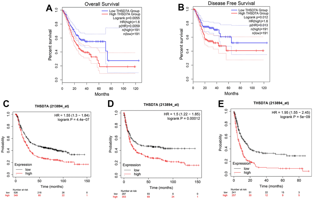 Survival analysis based on THSD7A expression. The relationship between high and low THSD7A expression groups in the GEPIA database and OS (A) and DFS (B). The relationship between the high and low THSD7A expression groups and the OS (C), FPS (D), and PPS (E) using the Kaplan–Meier Plotter tool.