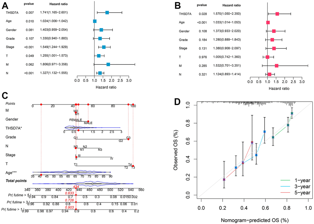 Prognostic value of THSD7A. The univariate (A) and multivariate (B) Cox analyses of the prognostic significance of THSD7A in gastric cancer. (C) The THSD7A-nomogram constructed by combining THSD7A expression with clinical characteristics. (D) Calibration curve of THSD7A-nomogram.