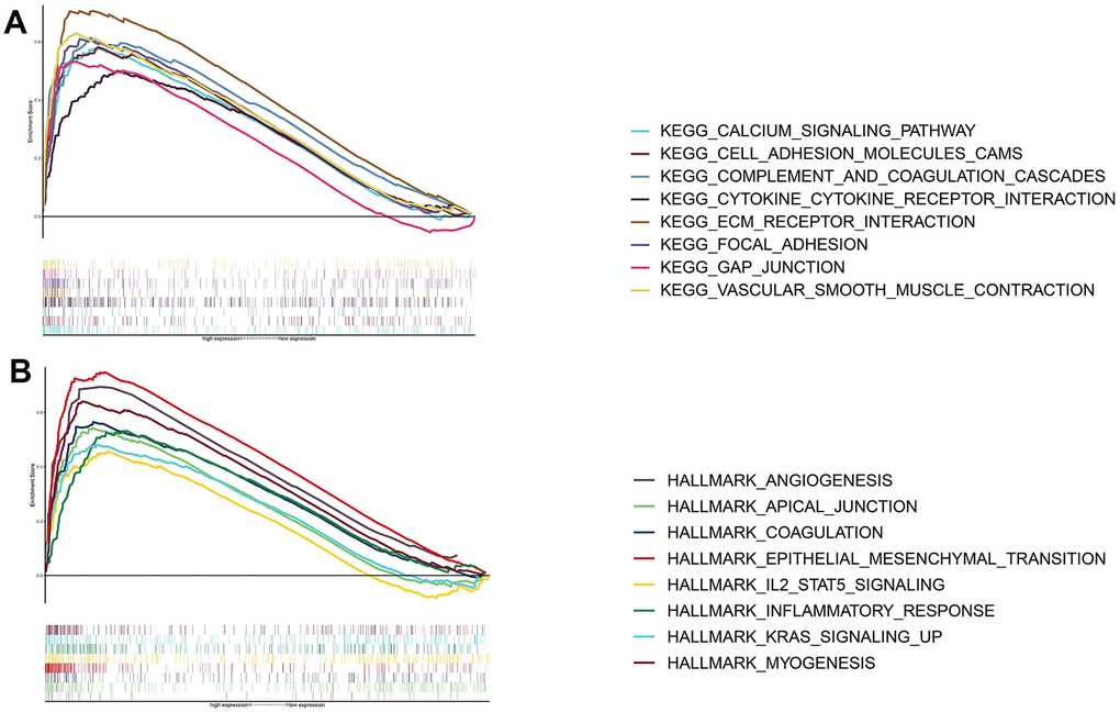 Functional enrichment analysis of THSD7A. Functional enrichment analysis based on the KEGG gene set (A) and the HALLMARK gene set (B).