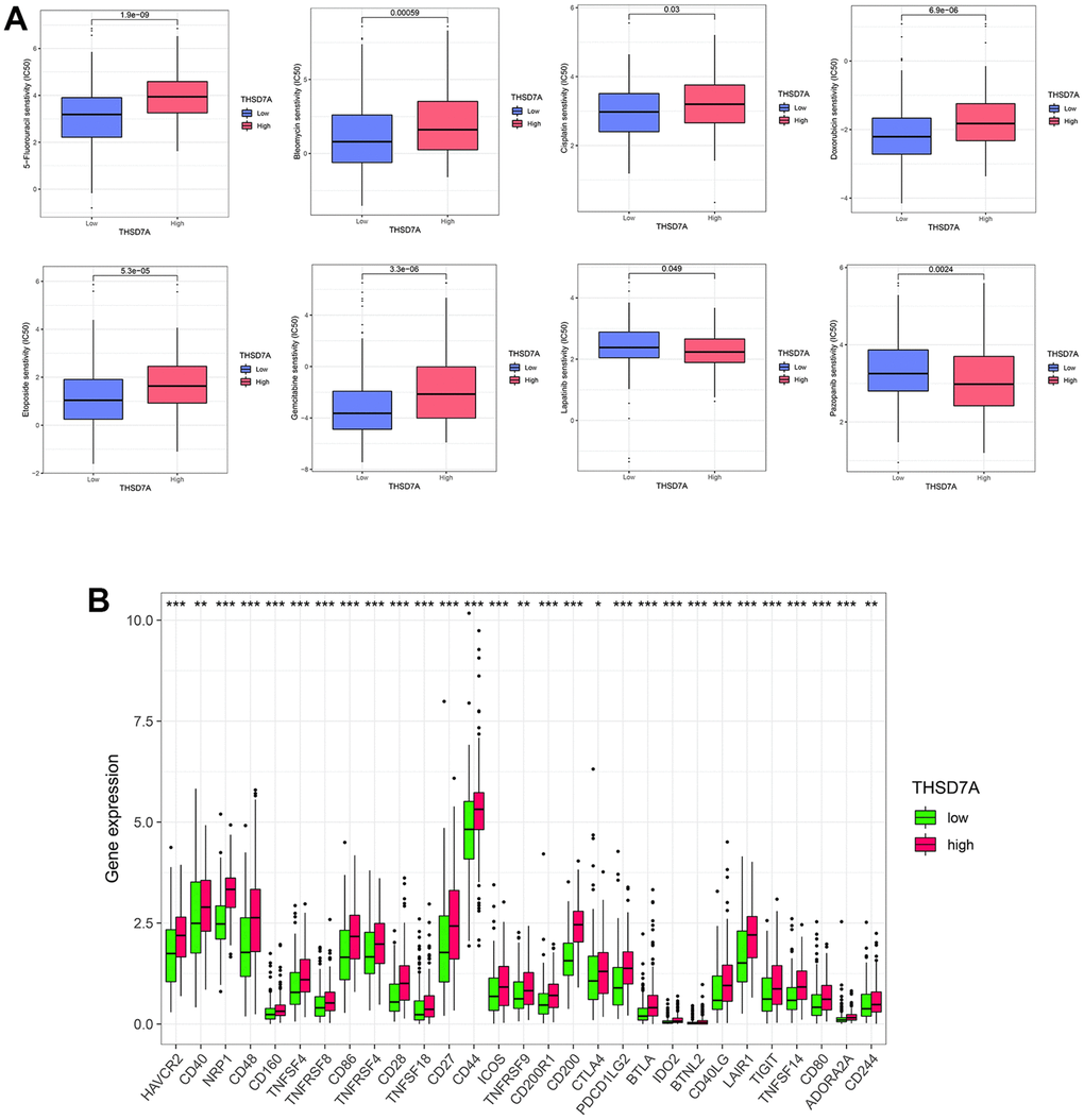 Analysis of drug sensitivity and immune checkpoints. (A) Correlation between high- and low-THSD7A expression subgroups and the sensitivity to different anti-tumor drugs. (B) Expression of immune checkpoints in the high- and low-THSD7A expression groups (*: P