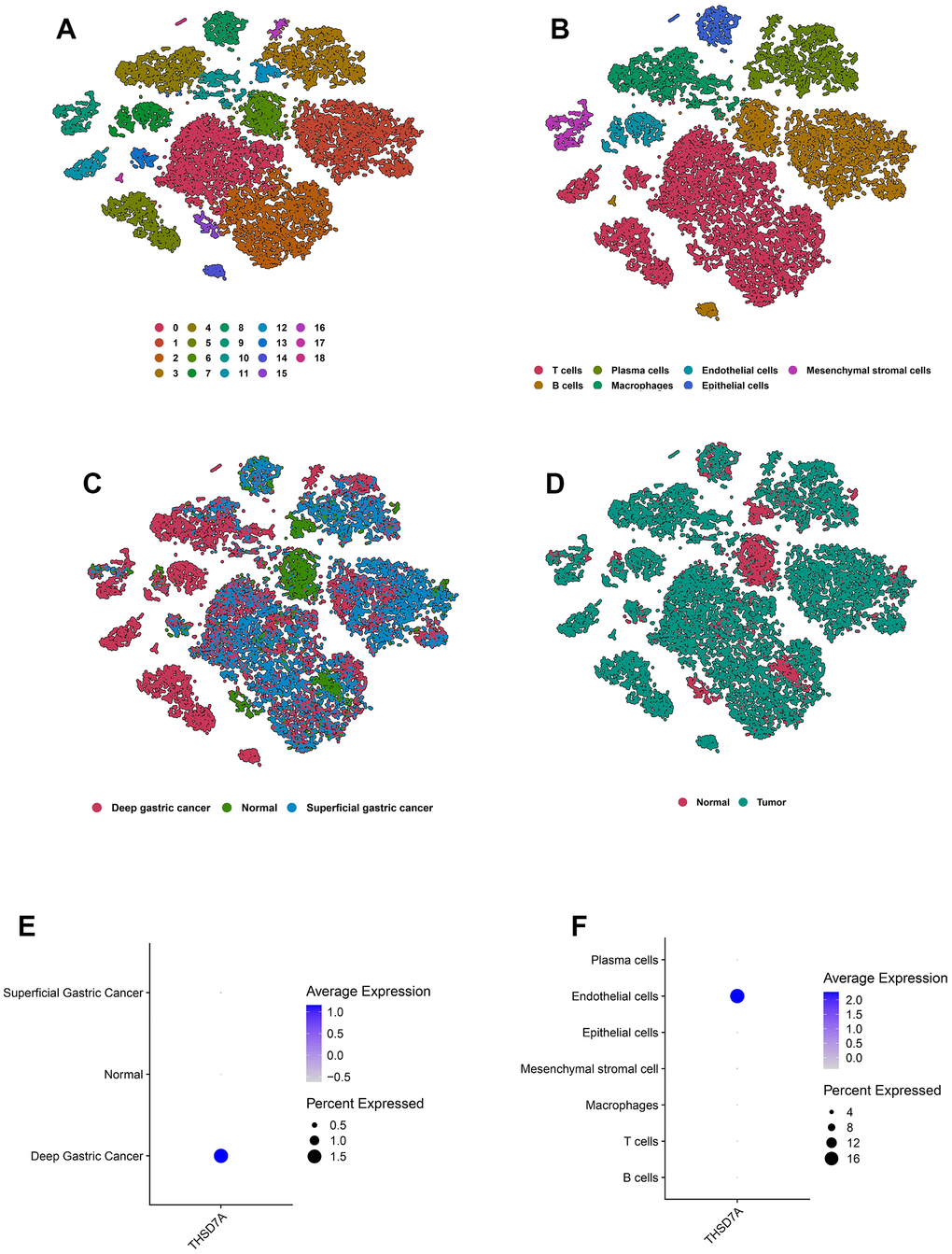 Overview of the scRNA-seq data from 10 gastric cancer tissue samples and 4 normal gastric tissue samples. The t-SNE plots classified by cluster (A), cell type (B), and tissue type (C, D). The expression of THSD7A in different tissues (E) and cell types (F).