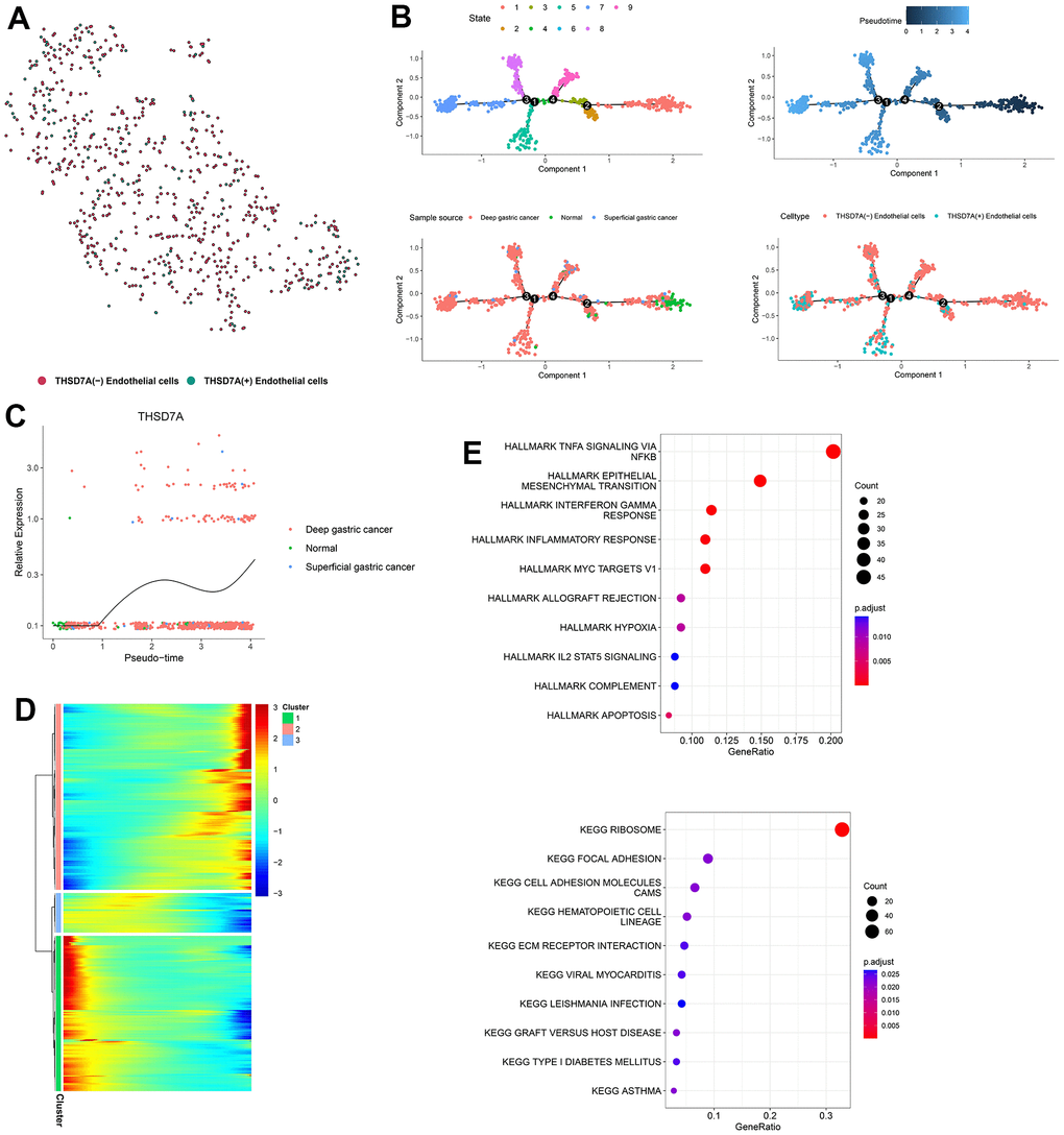 Pseudotime analysis of endothelial cell subpopulations. (A) Endothelial cells are classified into two subpopulations, namely THSD7A (+) and THSD7A (-). (B) Pseudotime trajectory of endothelial cells. (C) Change in THSD7A expression with pseudotime trajectory in different types of tissues. (D) Dynamic expression of genes in the pseudotime trajectory; red represents upregulated gene expression; blue represents downregulated gene expression. (E) Enrichment analysis of gene cluster 2.