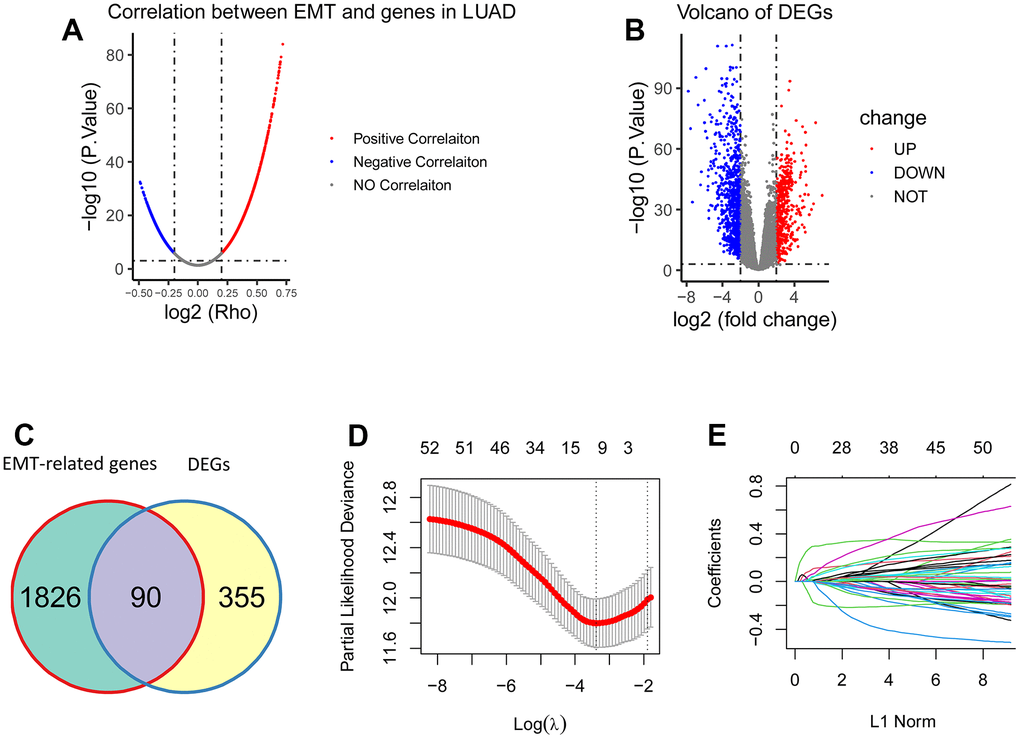Construction of the EMT-associated gene signature. (A) 1916 genes were significantly correlated with EMT (P R > 0.2). (B) 1250 DEGs were obtained between tumorous tissues and the matched normal tissues, including 445 upregulated DEGs and 805 downregulated DEGs (|logFC| > 2, FDR C) There were 90 overlapping genes between 1916 EMT-associated genes and 445 upregulated DEGs. (D, E) 52 genes were screened using LASSO regression analysis, and eight genes (CCNB1, PLEK2, DERL3, C1QTNF6, DLGAP5, HMMR, GJB3, and SPOCK1) were eventually obtained for construction of the EMT-associated gene signature.