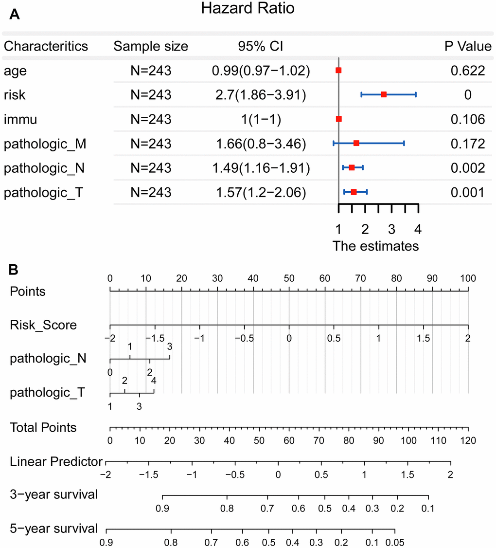 Establishment of a nomogram for precision medicine. (A) Forest plot showed that the risk score, pathological T, and pathological N could be used as effective prognostic characteristics for LUAD (P B) A nomogram was constructed to accurately predict the patients’ survival risk for precision medicine.