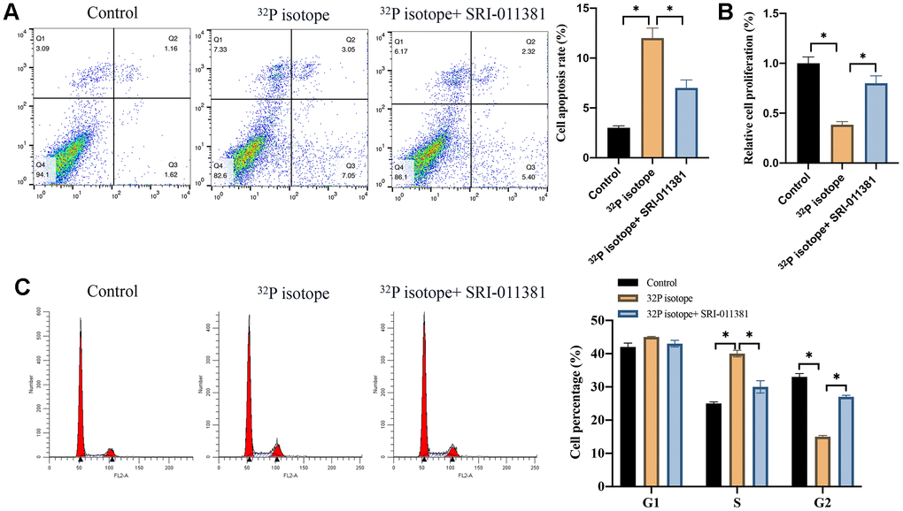 Both 32P isotope injection and skin path significantly promoted cell apoptosis and regulated cell cycle. (A) The cell apoptosis was measured with flow cytometry (n=3); (B) The cell proliferation ability was detected with CCK8 assay (n=3); (C) The cell cycle change was measured with flow cytometry (n=3). * indicates p 