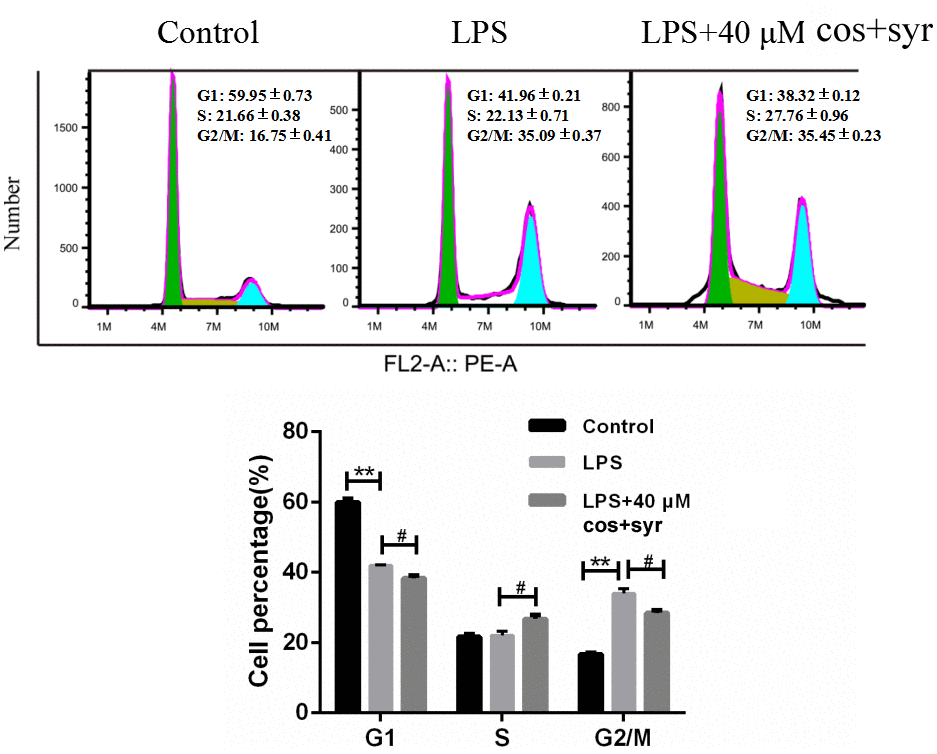 Effects of syr+cos on cell cycle in L-02 cells. Note: The data represent the mean ± SD per group. **P #P 