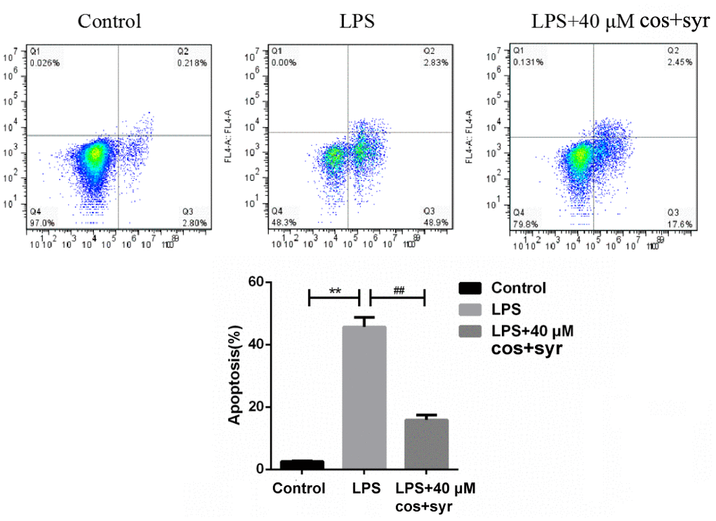 The results of annexin V and PI double staining after syr+cos treatment (L-02 cells were treated with 40 μM for 48 h, the apoptotic cells were quantified by flow cytometry). Note: The data represent the mean ± SD per group. **P ##P 