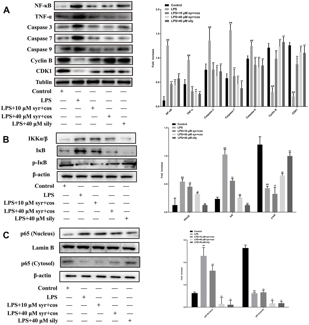 (A) Effects of syr+cos on inflammatory pathway, cell cycle and apoptosis-related proteins respectively. (B) Effects of syr+cos on NF-κB related signaling pathway. (C) Effects of syr+cos on p65 (nucleus) and p65 (cytosol). Note: The data represent the mean ± SD (n = 5) per group. **P ##P 